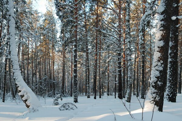 Foto del bosque de invierno en la nieve