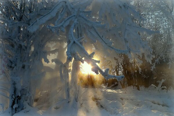 Winterschönheit der Bäume im Frost