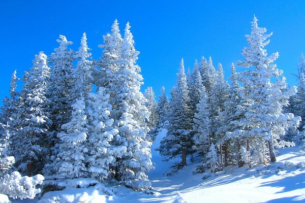 Winter forest on the mountainside