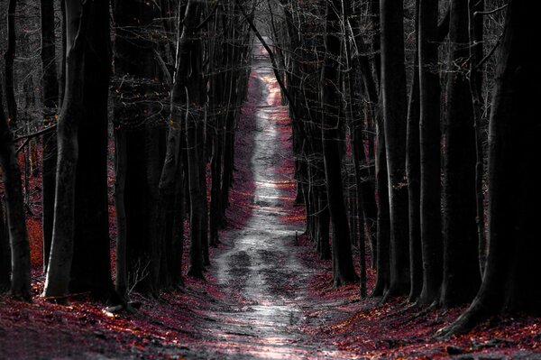 Route traversant la forêt avec des arbres