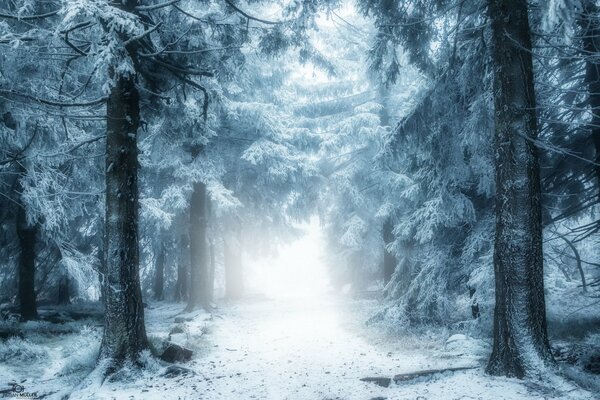 Winter road in the forest in the fog