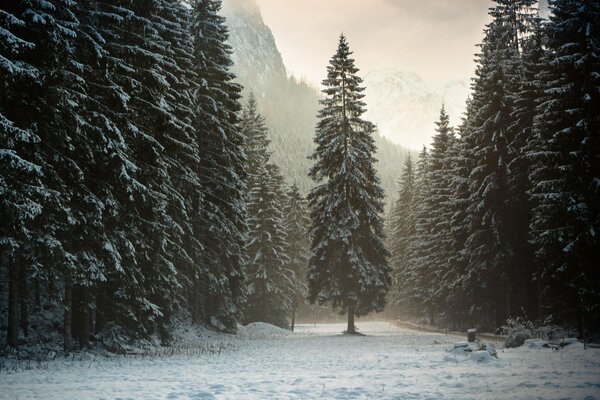 Winterlandschaft des Waldes in Österreich