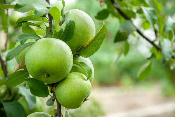 Les pommes vertes pendent sur une branche