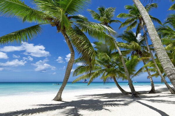 Rozłożyste palmy rzucają cień na biały piasek wybrzeża morskiego