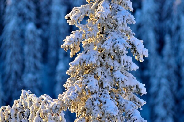 Abeto cubierto de nieve blanca