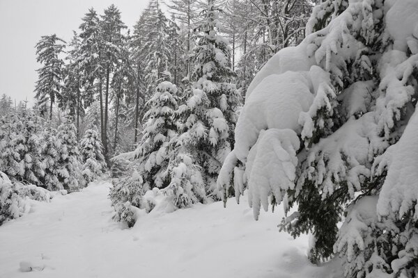 Winter forest . Ate from the snow