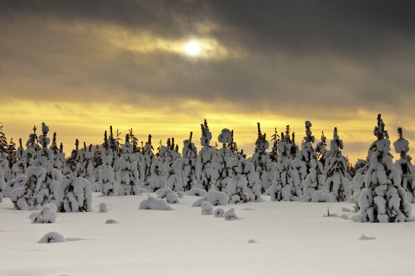 El bosque de invierno dormido es hermoso