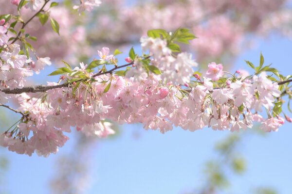 Cherry branch at the time of flowering