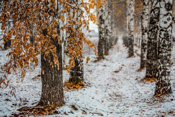 Frío final del otoño en la ciudad