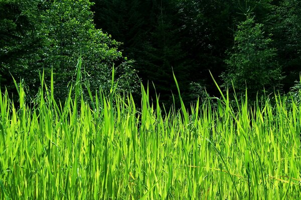 Hermoso paisaje verde de verano