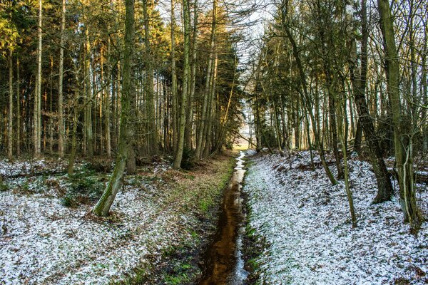 Petit ruisseau dans la forêt de printemps