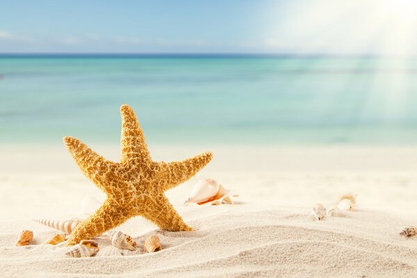 Estrella de mar en la playa de arena