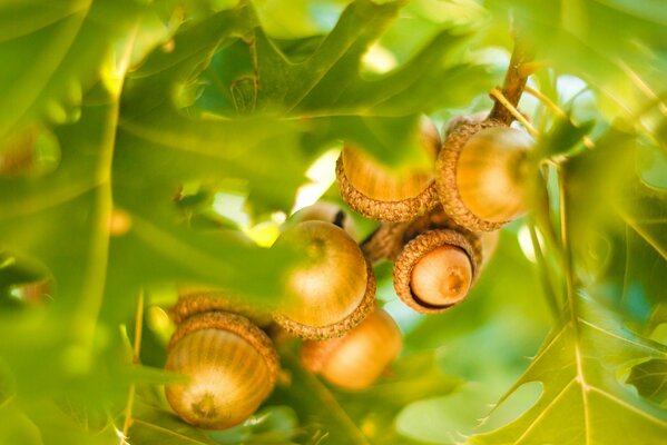 A lot of acorns on an oak branch