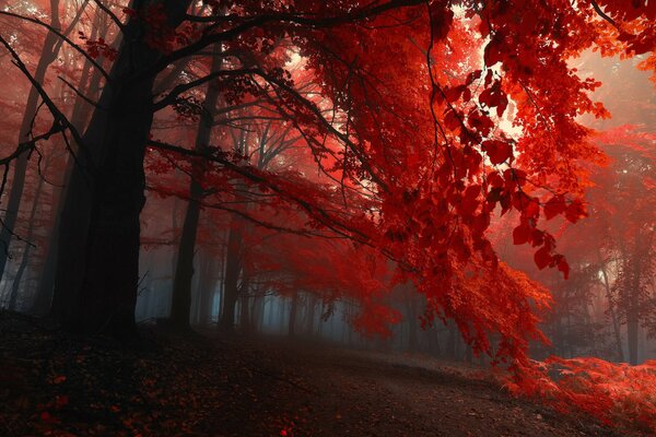 The trees in the forest are decorated with crimson
