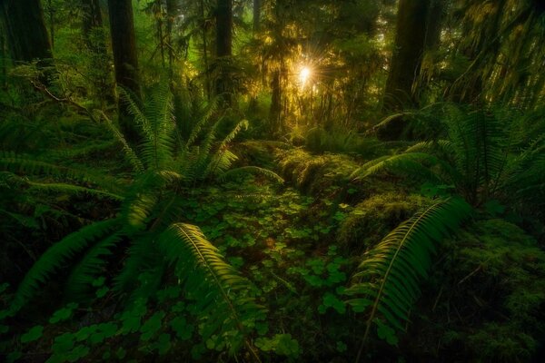 Sun rays in the green jungle