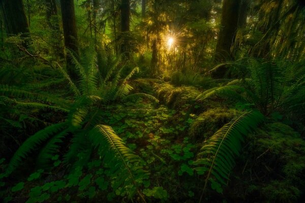 Los rayos del sol en la selva verde