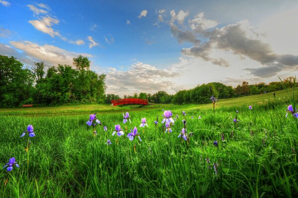 Blumen auf der Wiese und Wolken am Himmel