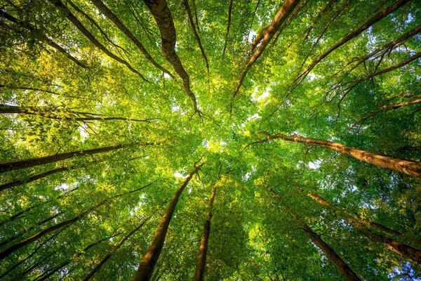 De bas en haut de beaux arbres le matin