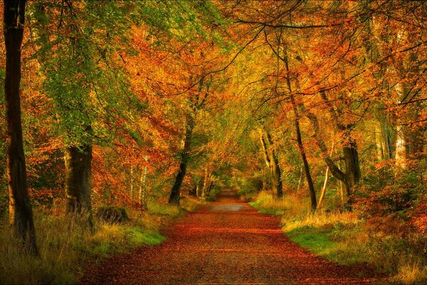 Herbstliche Waldstraße. der goldene Herbst