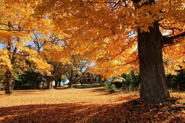 Petite maison dans un bosquet en automne