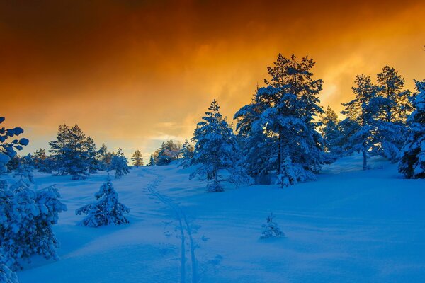 Winter fairy tale. Snowy pines