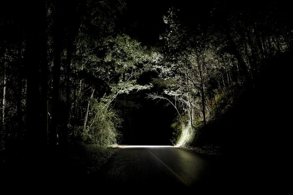 Noche. Carretera. Hermoso bosque