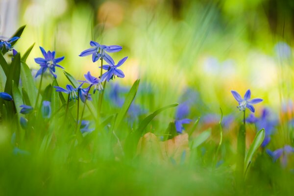 Blaue Blumen im grünen Gras