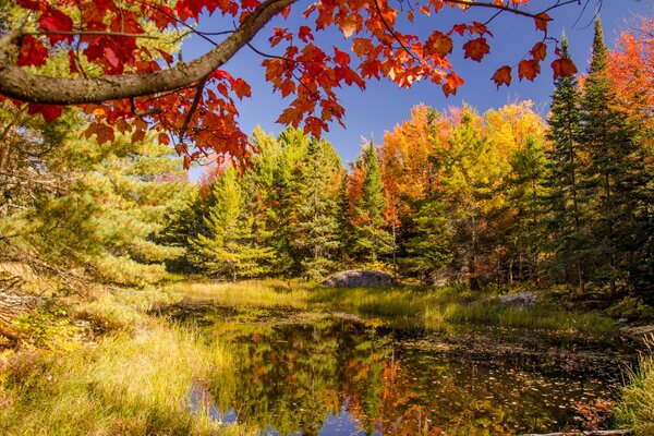 Pond on the background of autumn landscape