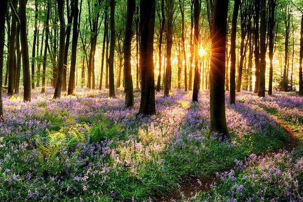 Frühlingsuntergang im blühenden Wald