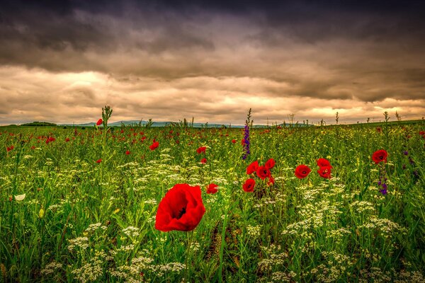 Wildblumen warten auf die Sonne, durch dichte Wolken