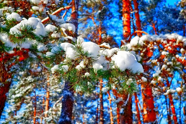 Pineta. Foresta invernale! Bellissimo inverno!