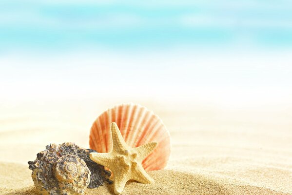 Beautiful seashells on a sandy beach