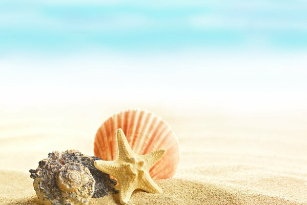 Beaux coquillages sur la plage de sable