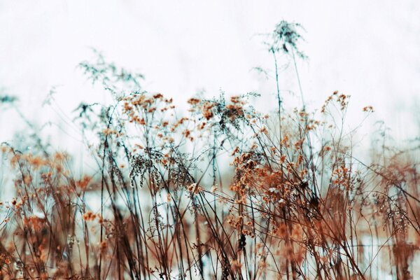 Winter grass macro shooting