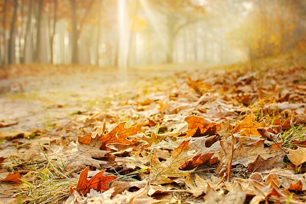 Gelber Herbst in orangefarbenen Blättern