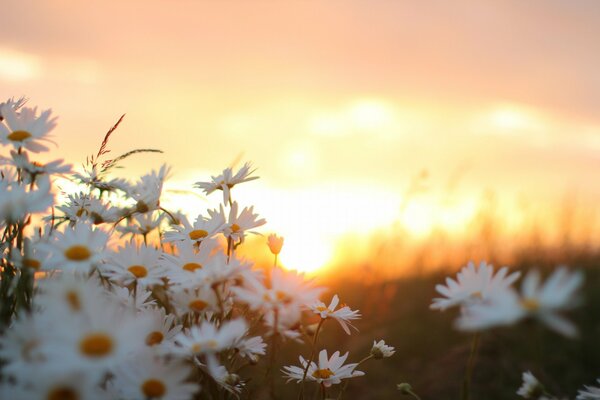 Gänseblümchen auf Sommer Sonnenuntergang Hintergrund