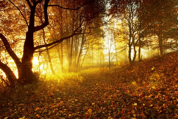 The autumn forest burns with gold at sunset