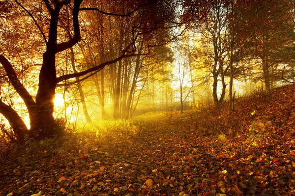 La foresta autunnale al tramonto brucia d oro