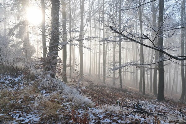 Winter haze in the forest