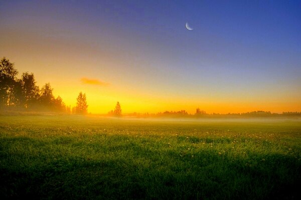 Niebla de la tarde en el campo de los dientes de León