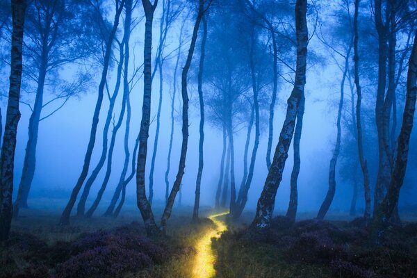 A trail in a foggy forest at night