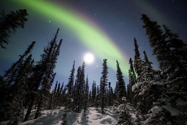 Aurora boreal en el parque nacional Denali