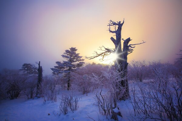 Wintermorgen im verschneiten Wald