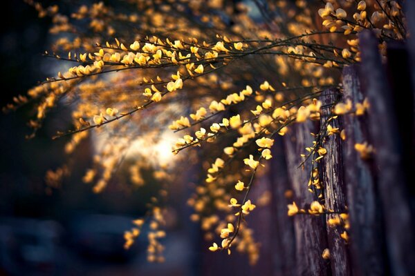 Riprese macro di un vecchio albero e un giovane ramo