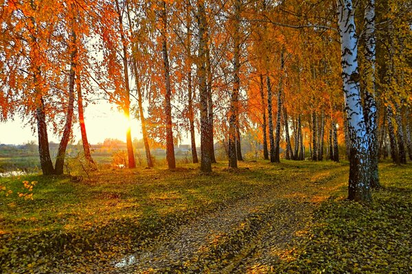 Bosque de abedul de otoño iluminado por rayos anaranjados al atardecer