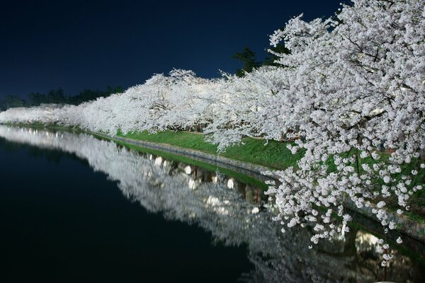 Canal de nuit avec jardin de printemps