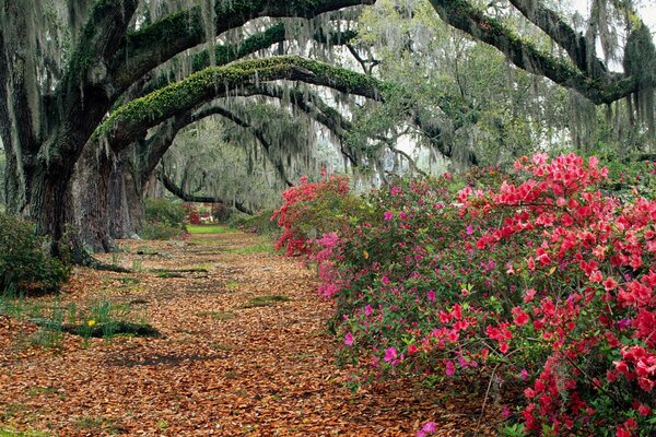 Autumn path strewn with foliage