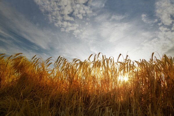 A bright ray through the ears of wheat