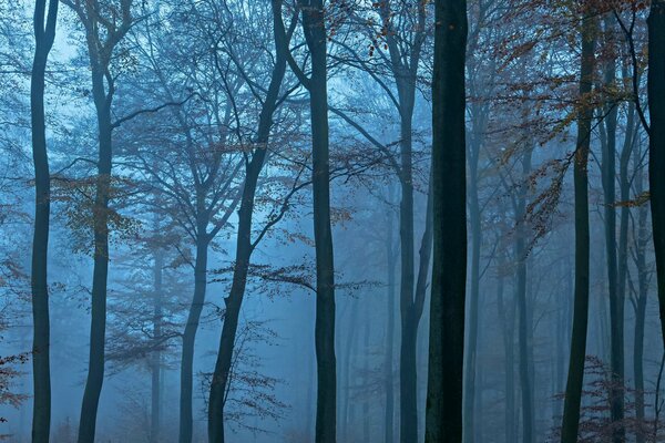 Abendbäume im Nebel