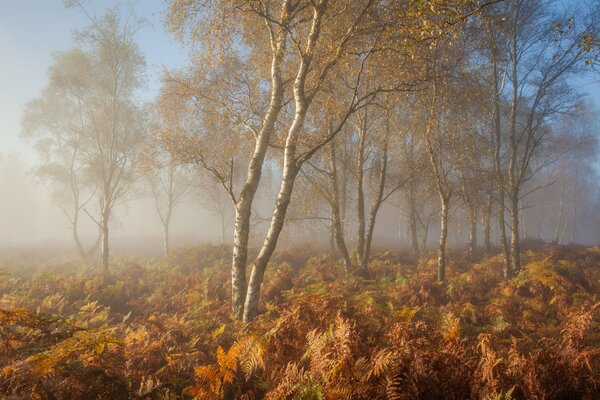 Der Herbstnebel ähnelt einem umhüllten